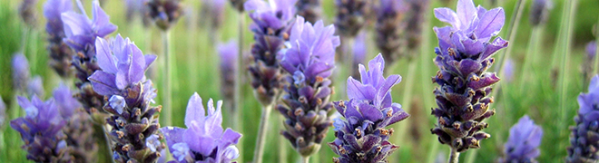 Lumiere Shonan / Jacques Paltz ジャック パルツ